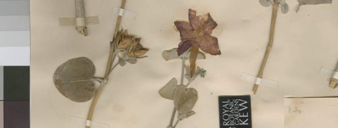 Ruellia_carnea_portion of holotype at Kew