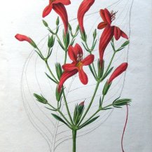 ruellia-macrophylla-wild-petunia-antique-botanical-flower-print-van-houtte-1846-11993-p